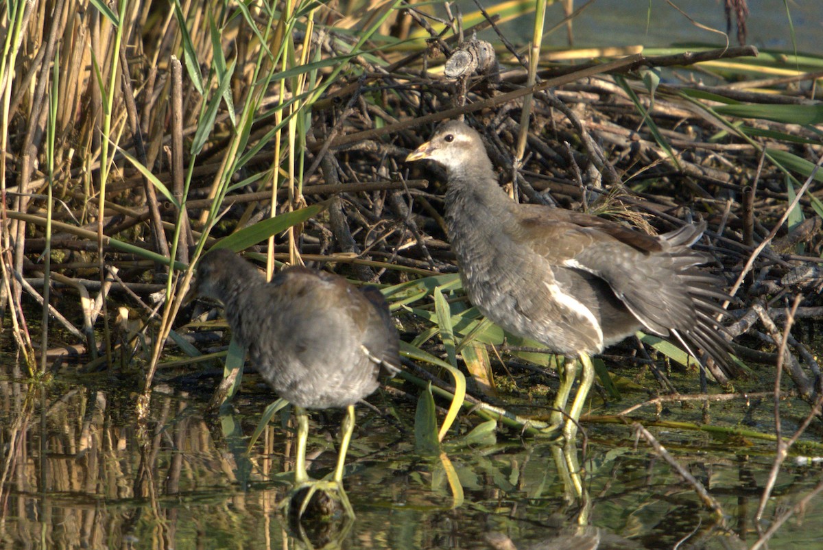 Common Gallinule - ML641856470