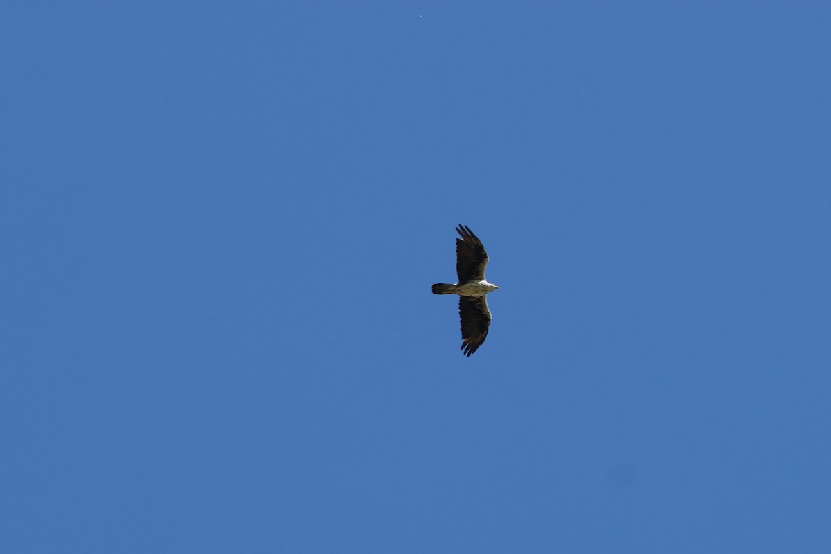 Bonelli's Eagle - ML641856475