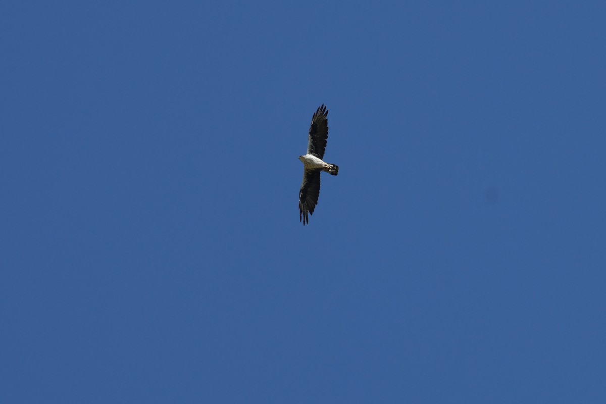 Bonelli's Eagle - ML641856477