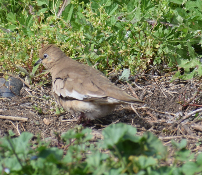 Picui Ground Dove - ML641856489