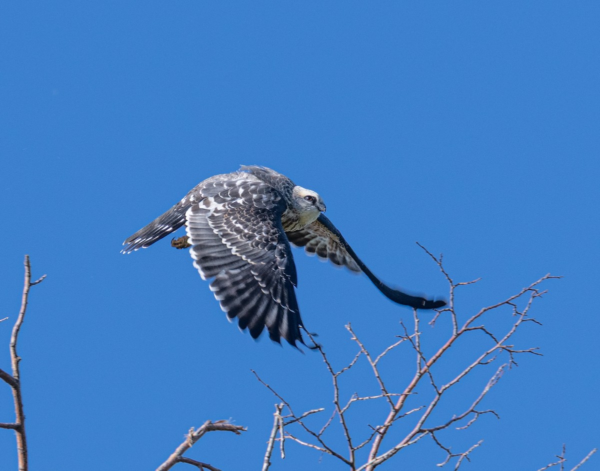 Mississippi Kite - ML641856502