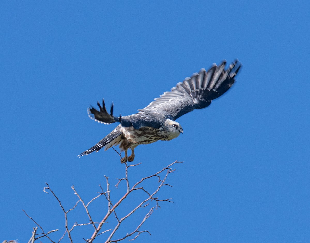 Mississippi Kite - ML641856503