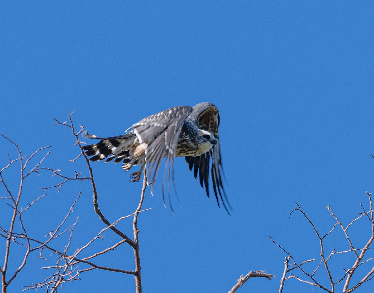 Mississippi Kite - ML641856504