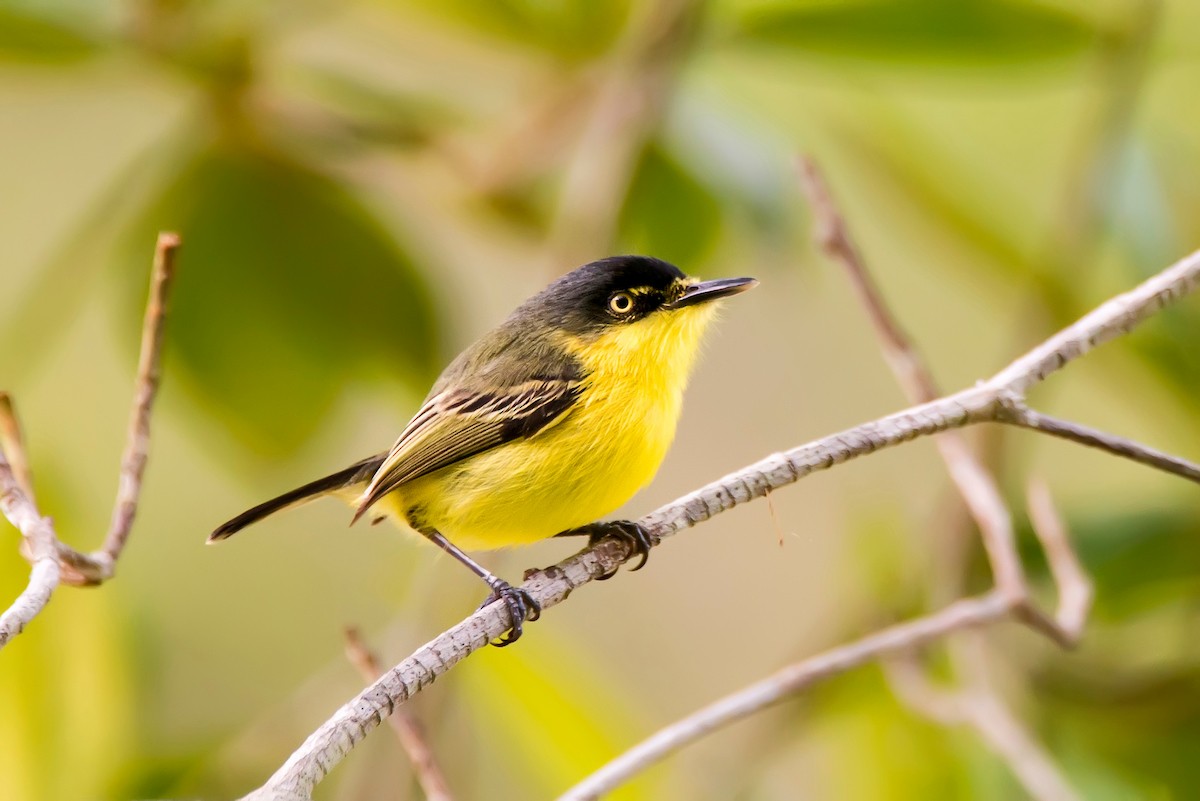 Common Tody-Flycatcher - Leonardo Merçon / Instituto Últimos Refúgios