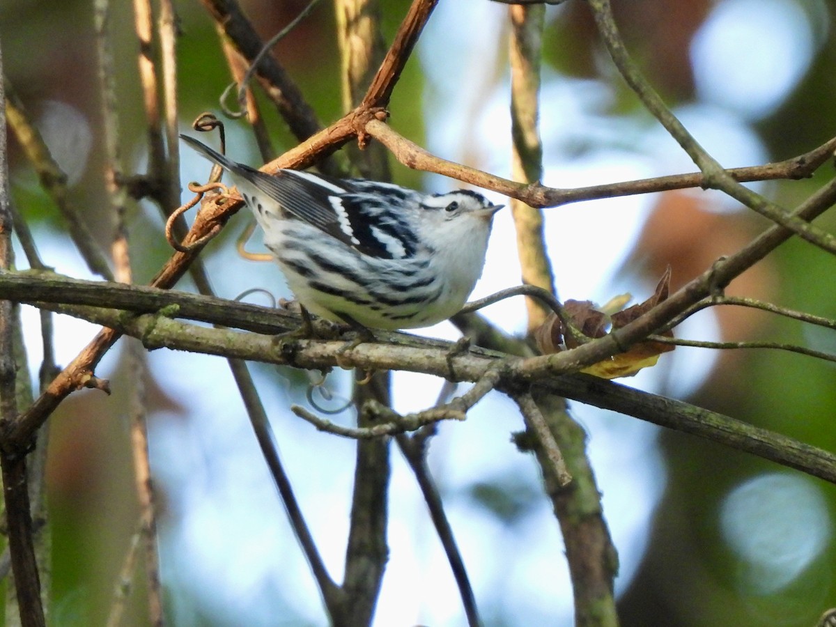Black-and-white Warbler - ML641856548