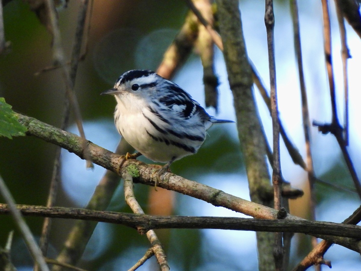 Black-and-white Warbler - ML641856549