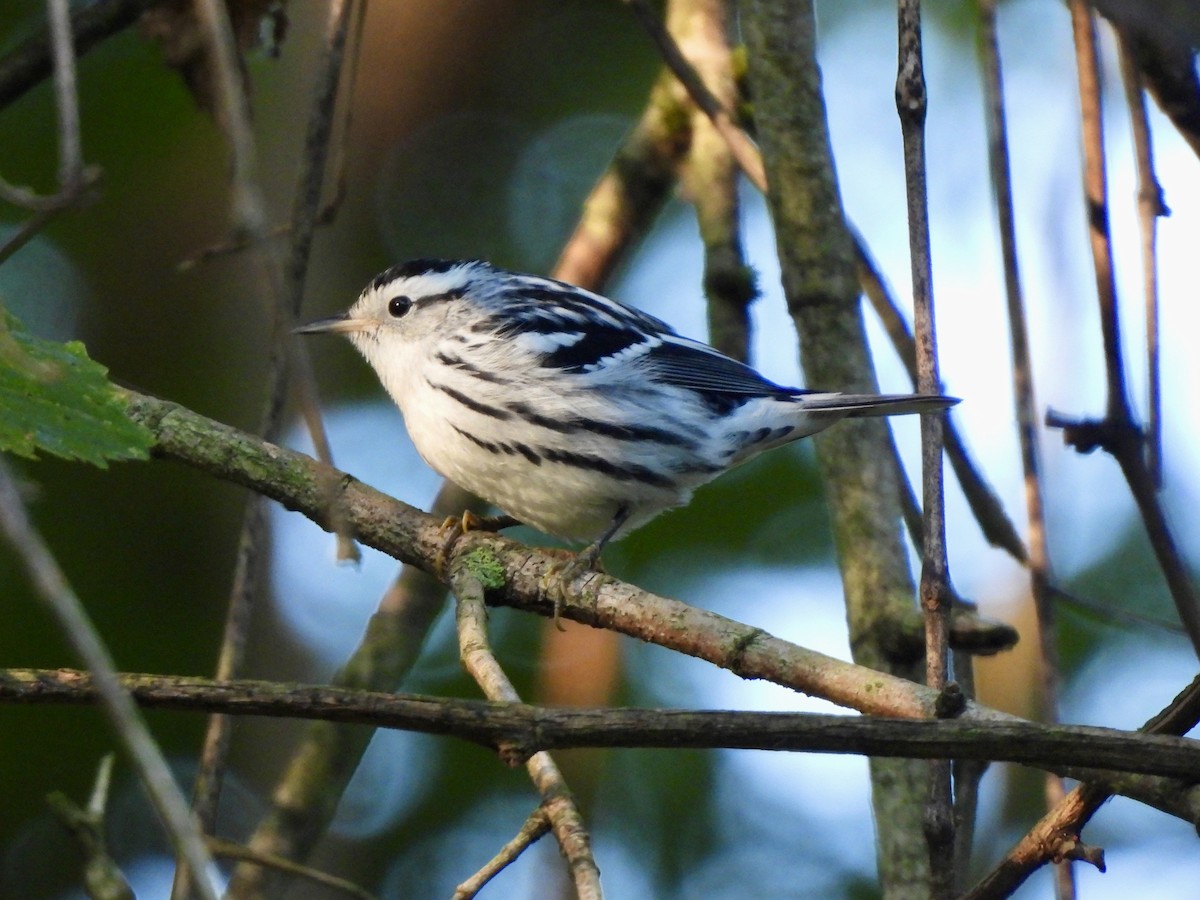 Black-and-white Warbler - ML641856550