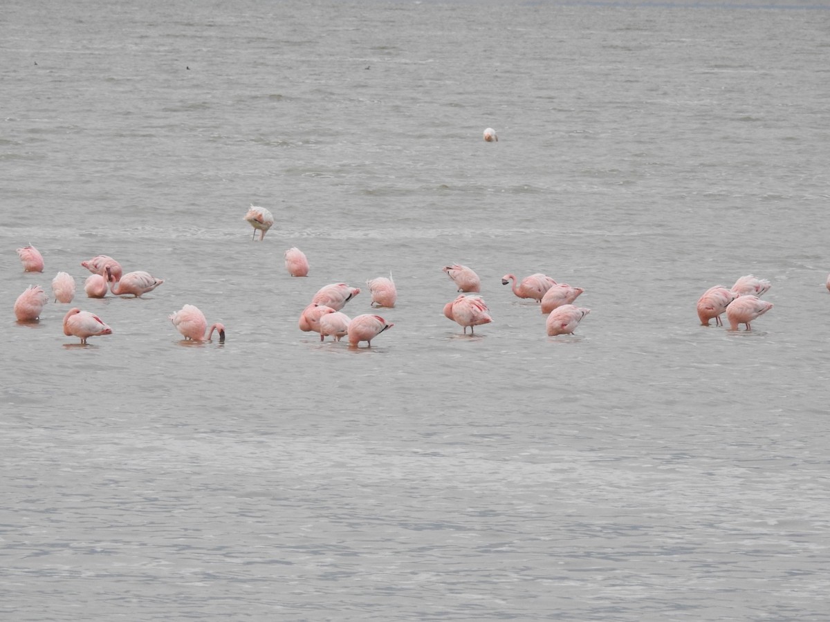 Lesser Flamingo - ML641856568