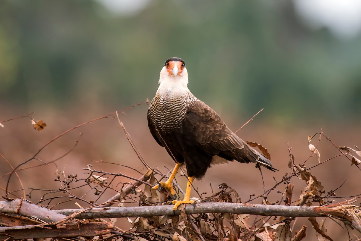 Caracara huppé (plancus) - ML64185661