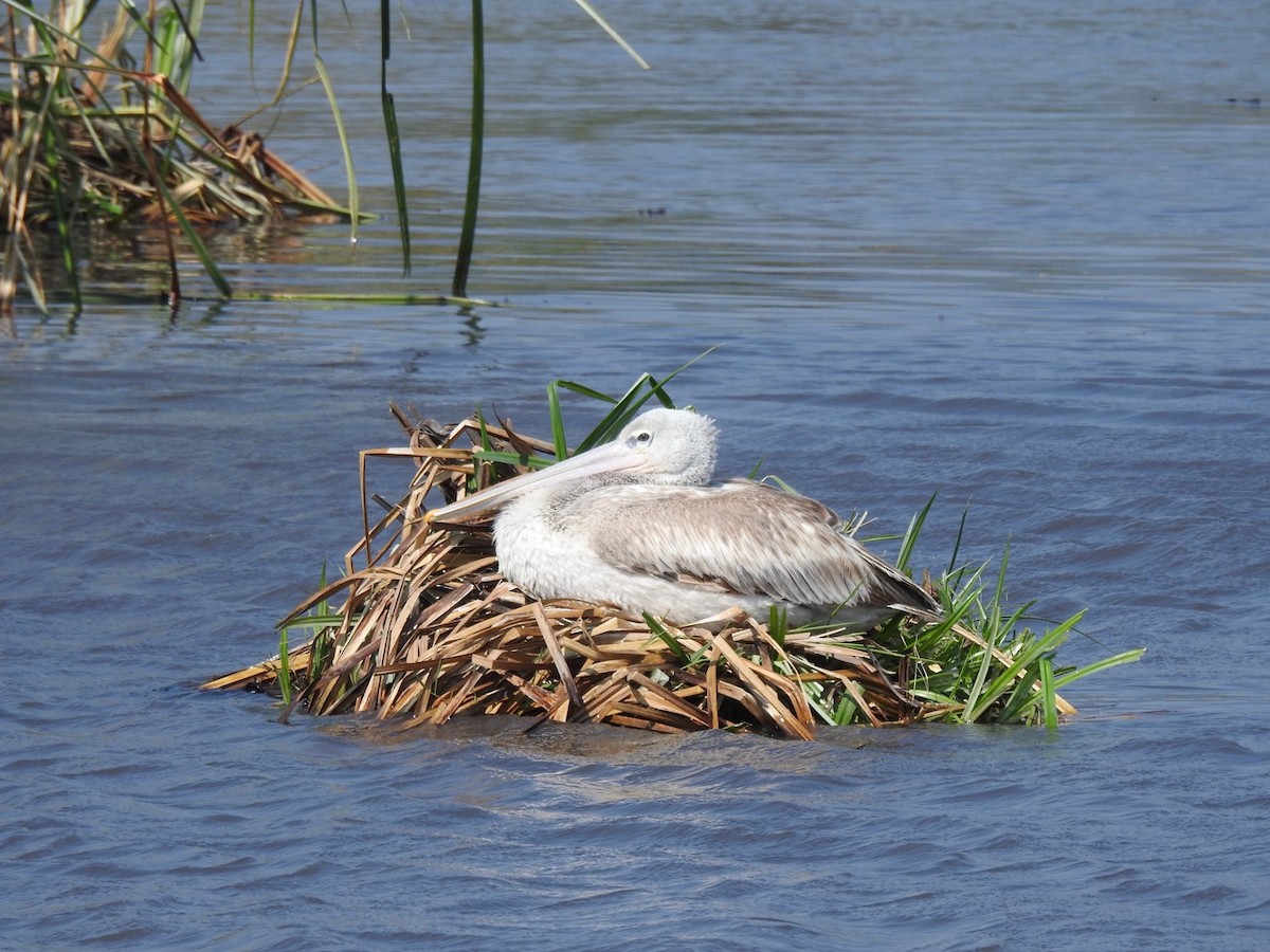 Pink-backed Pelican - ML641856614