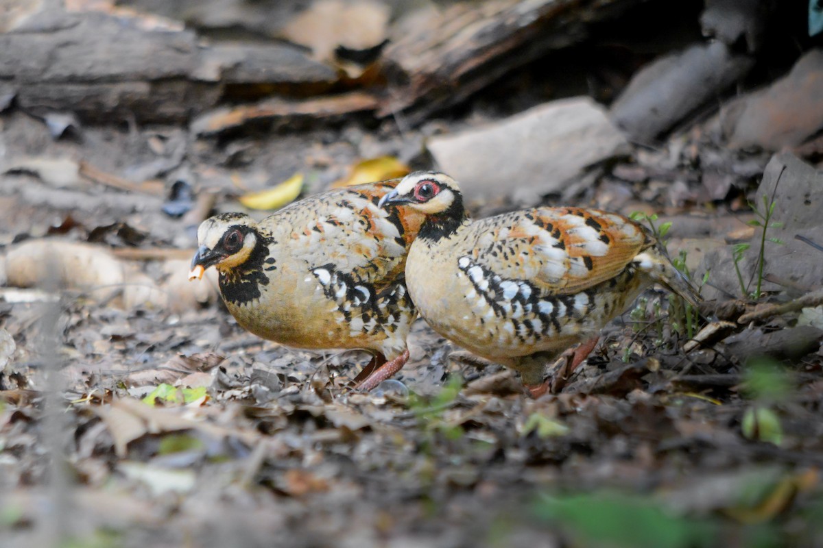 Bar-backed Partridge - ML641856628