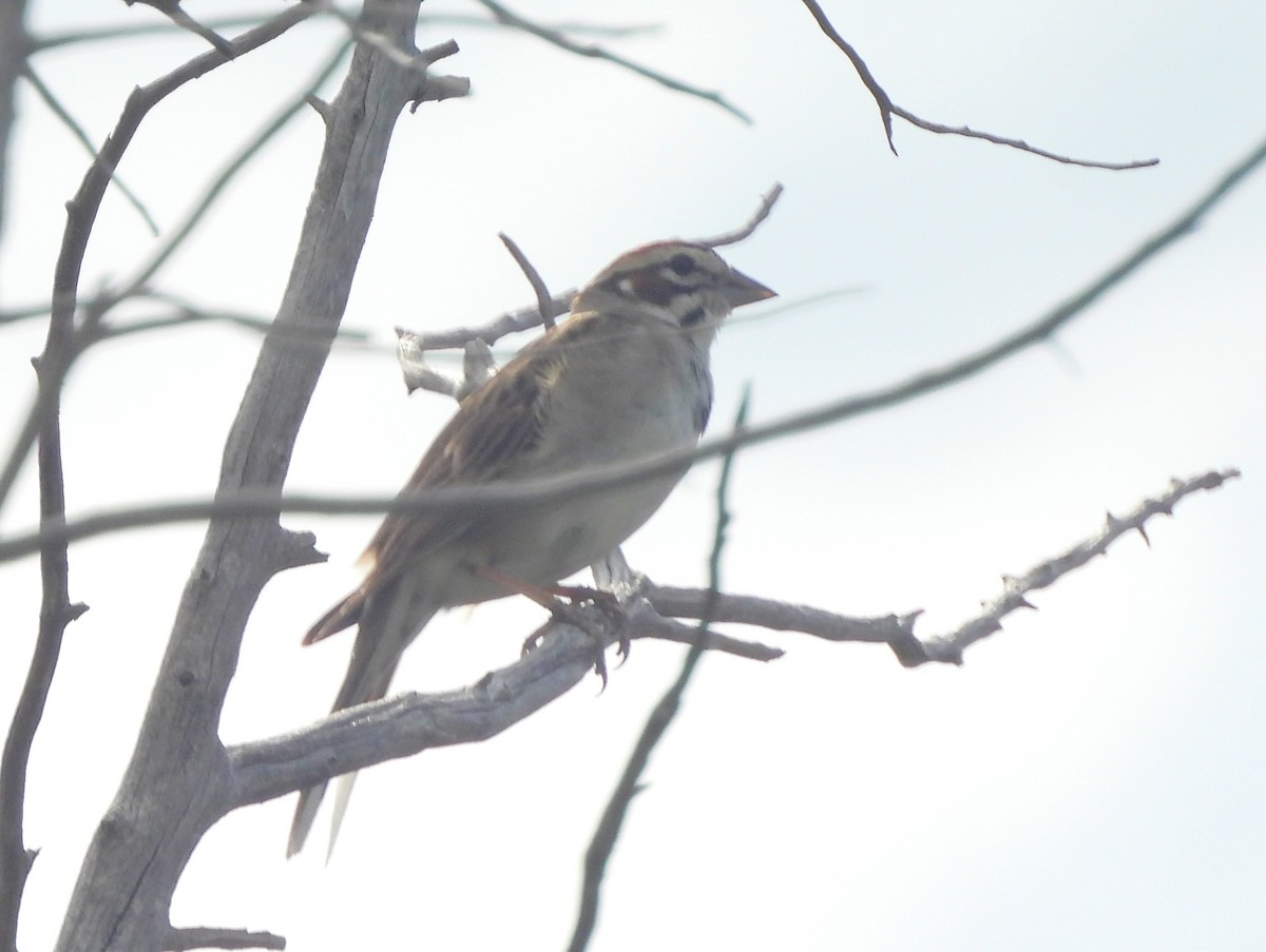 Lark Sparrow - ML641856667
