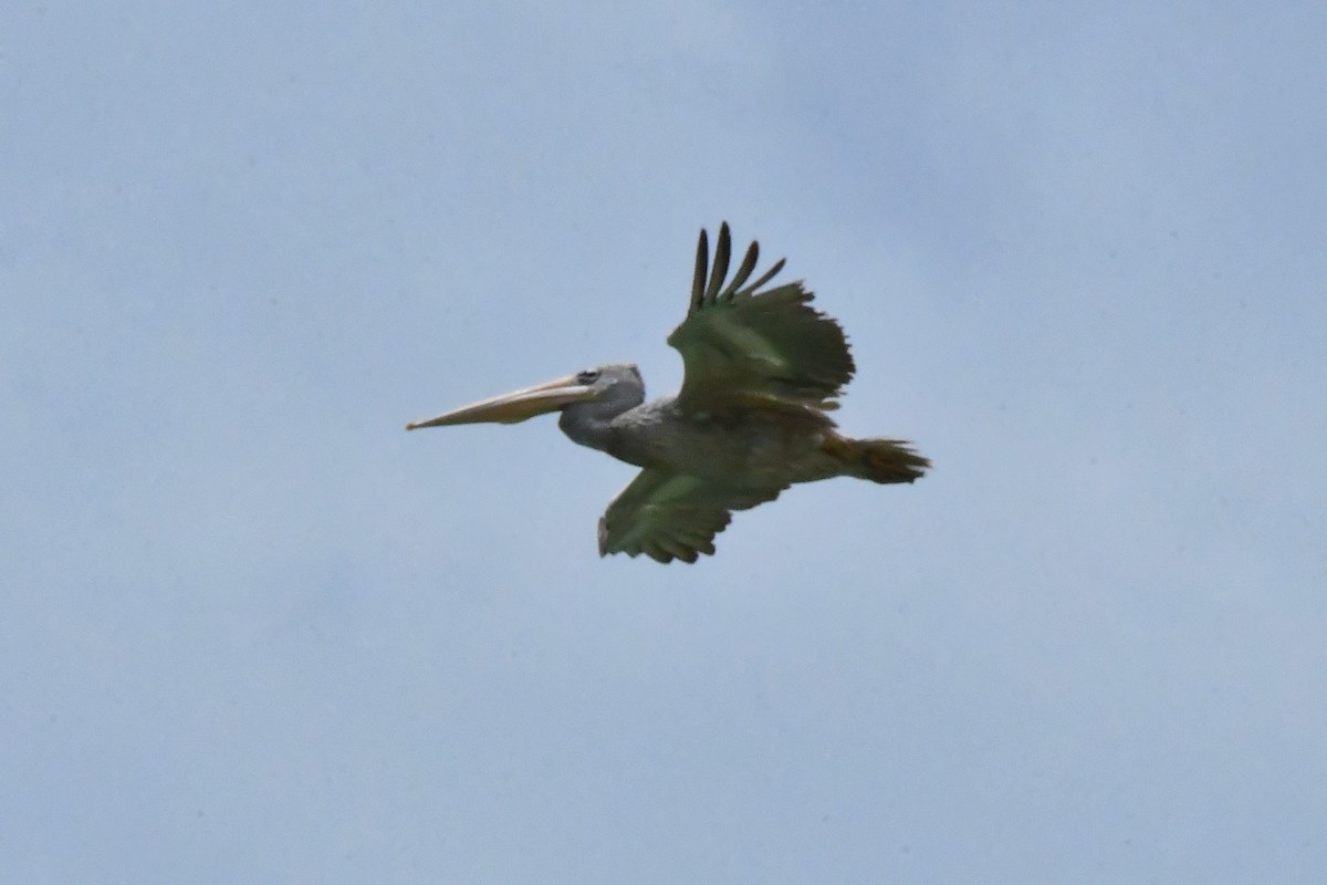 Pink-backed Pelican - ML641856740