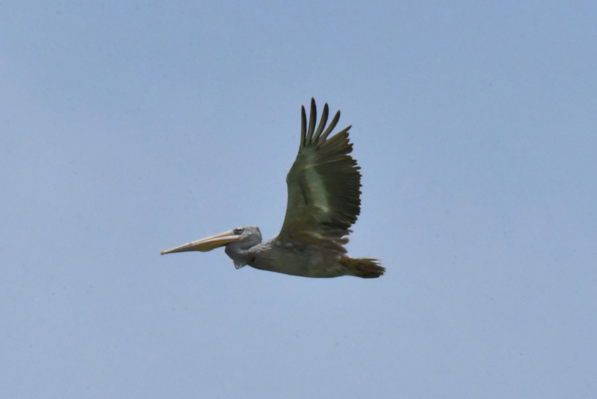 Pink-backed Pelican - ML641856741