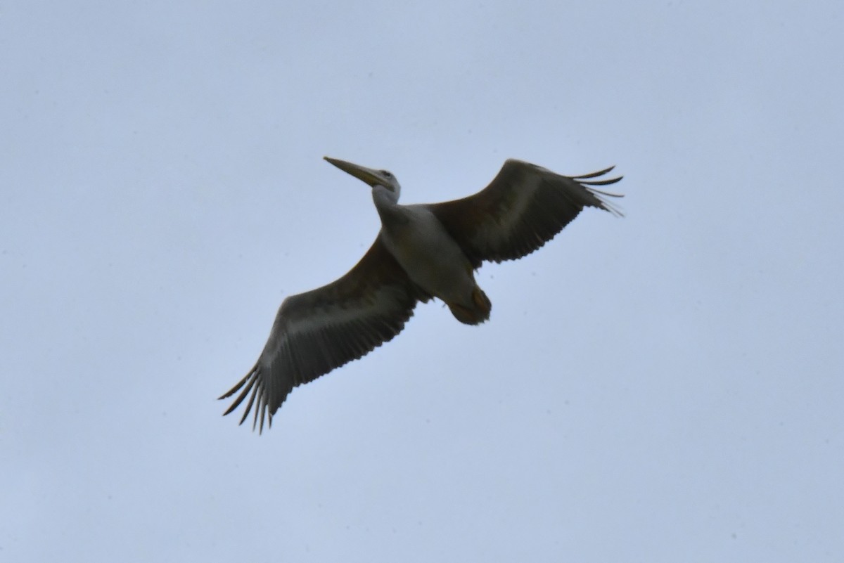 Pink-backed Pelican - ML641856743