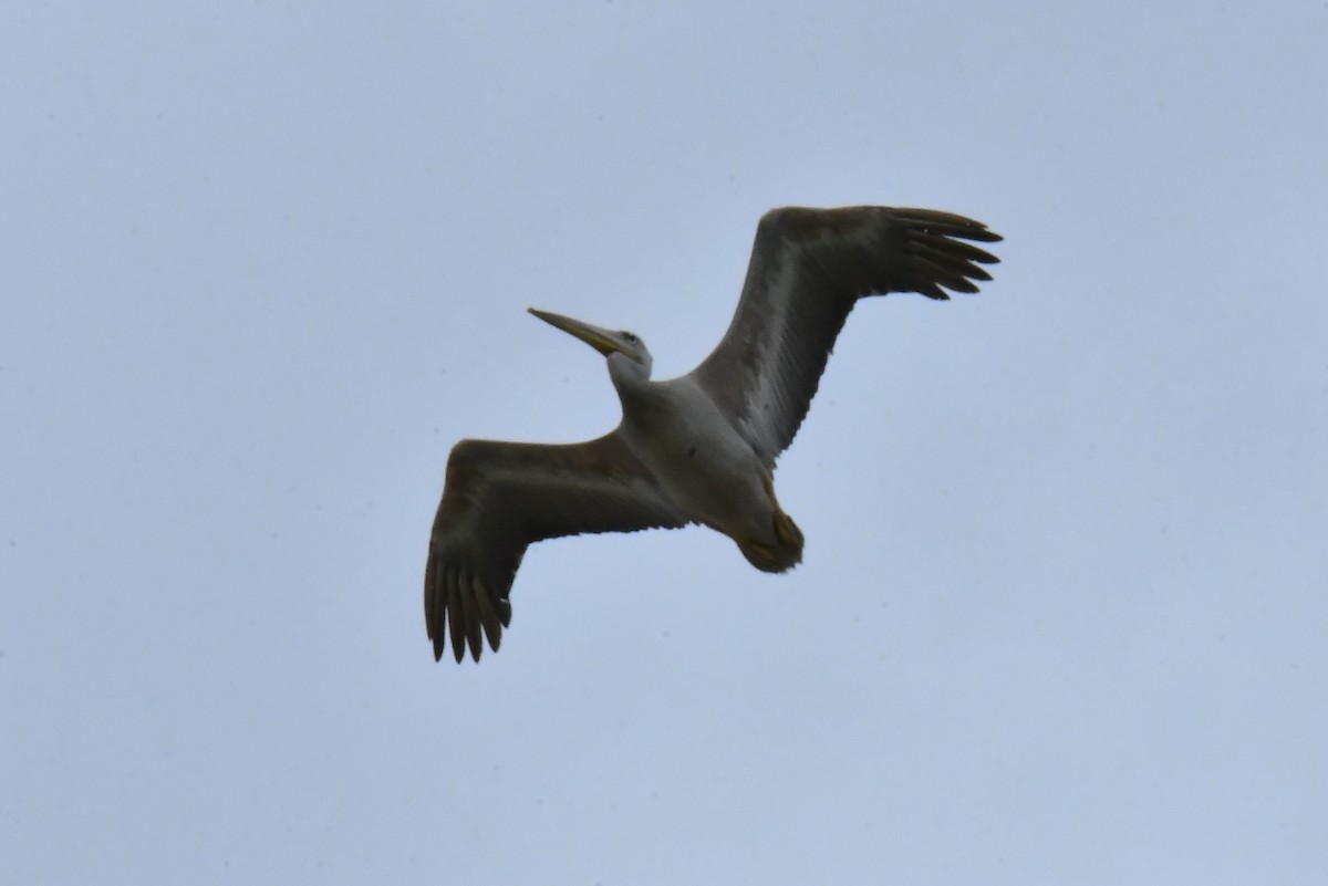 Pink-backed Pelican - ML641856744
