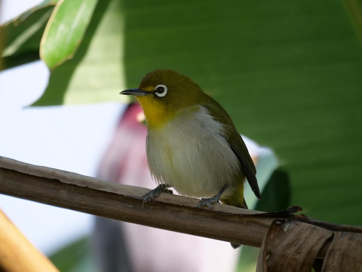 Warbling White-eye - ML641856763