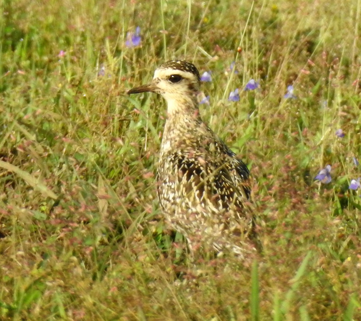 Pacific Golden-Plover - ML641856770