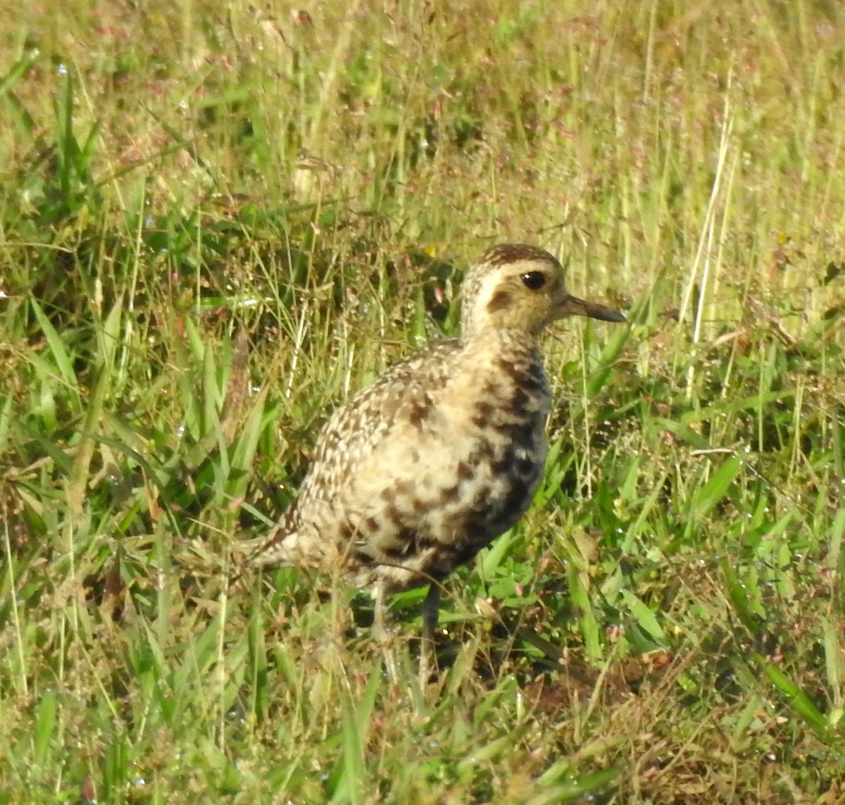 Pacific Golden-Plover - ML641856771