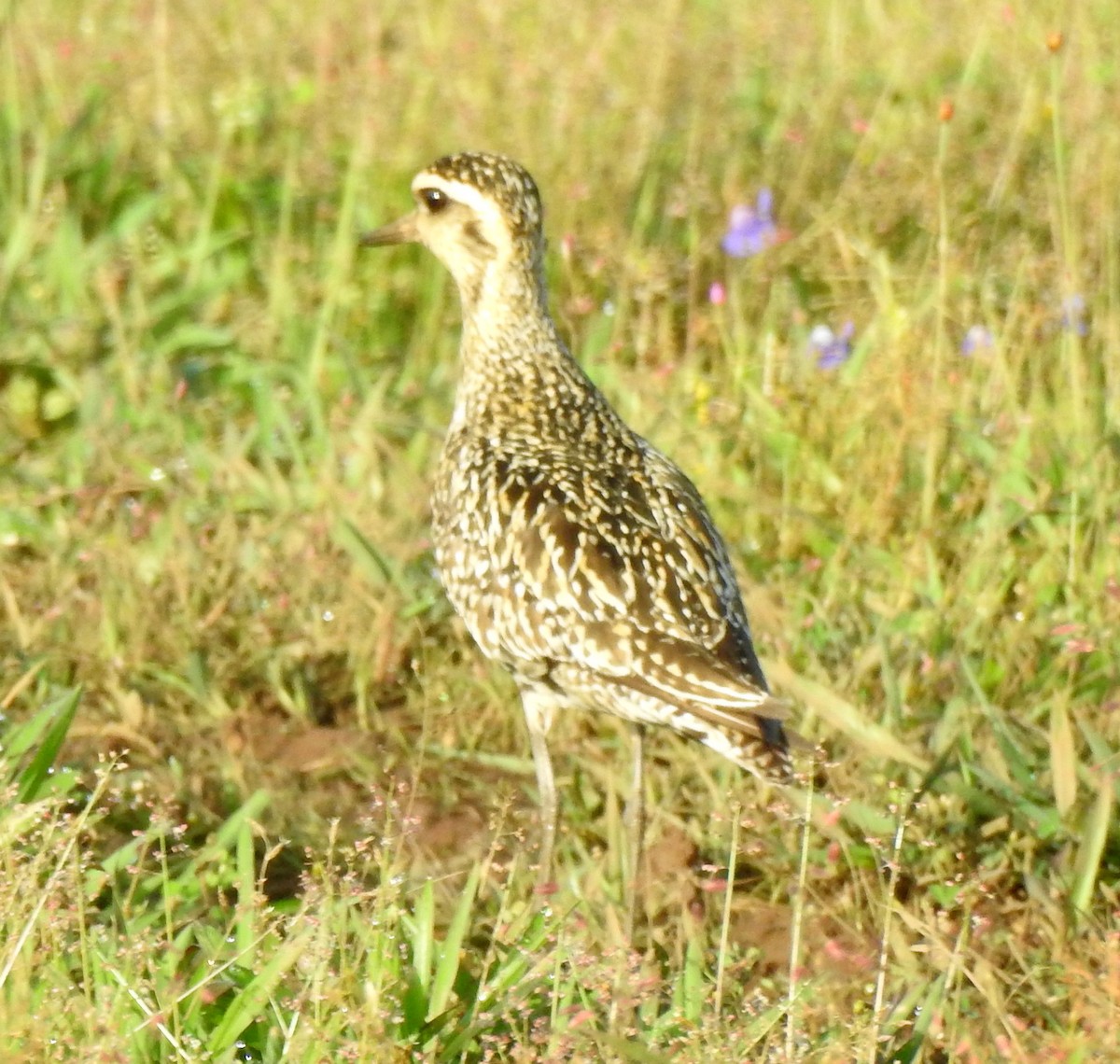 Pacific Golden-Plover - ML641856772