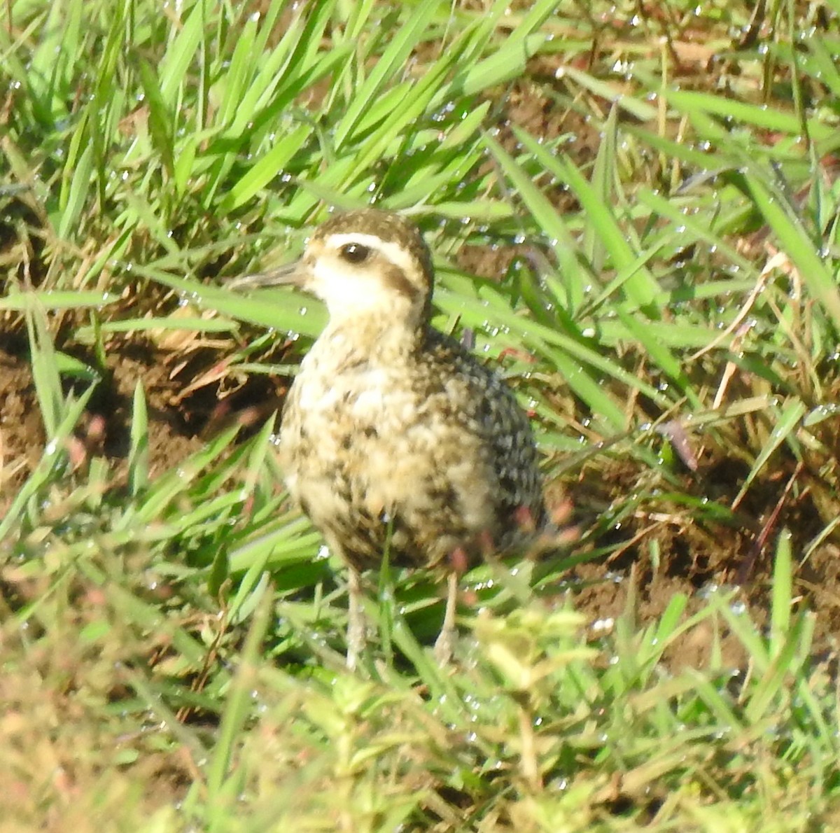 Pacific Golden-Plover - ML641856774