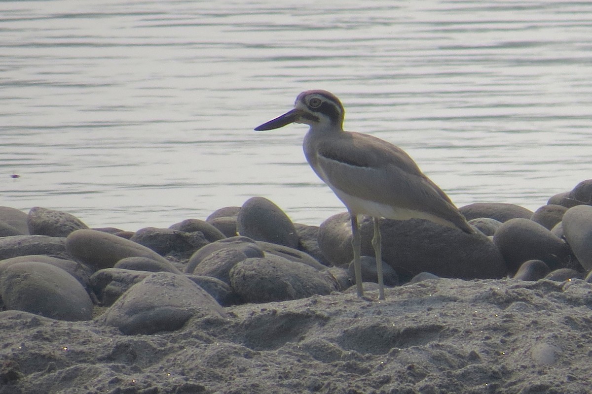 Great Thick-knee - ML641856784