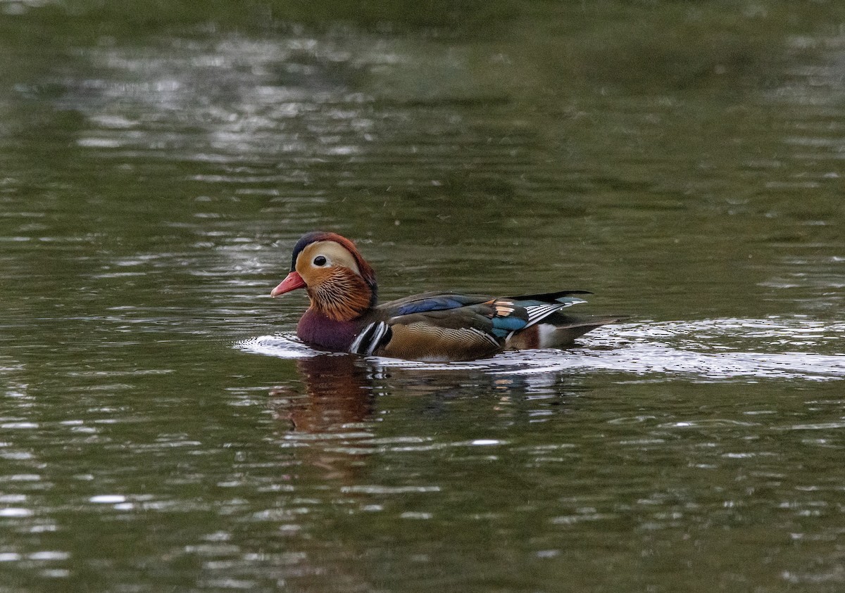 Mandarin Ördeği - ML641856786