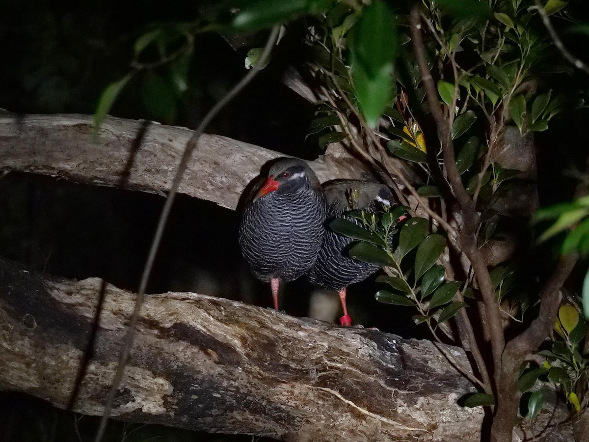 Okinawa Rail - ML641856800