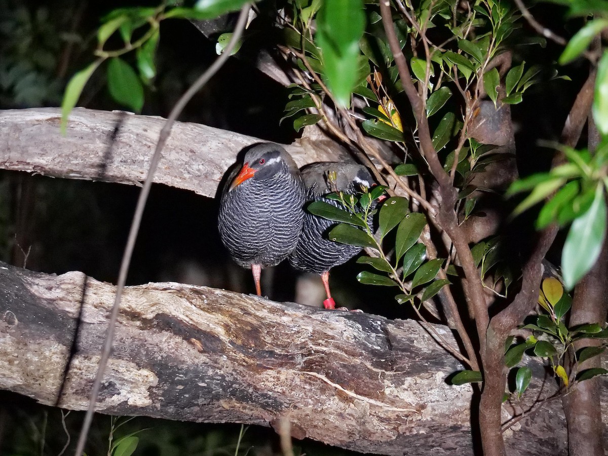 Okinawa Rail - ML641856809