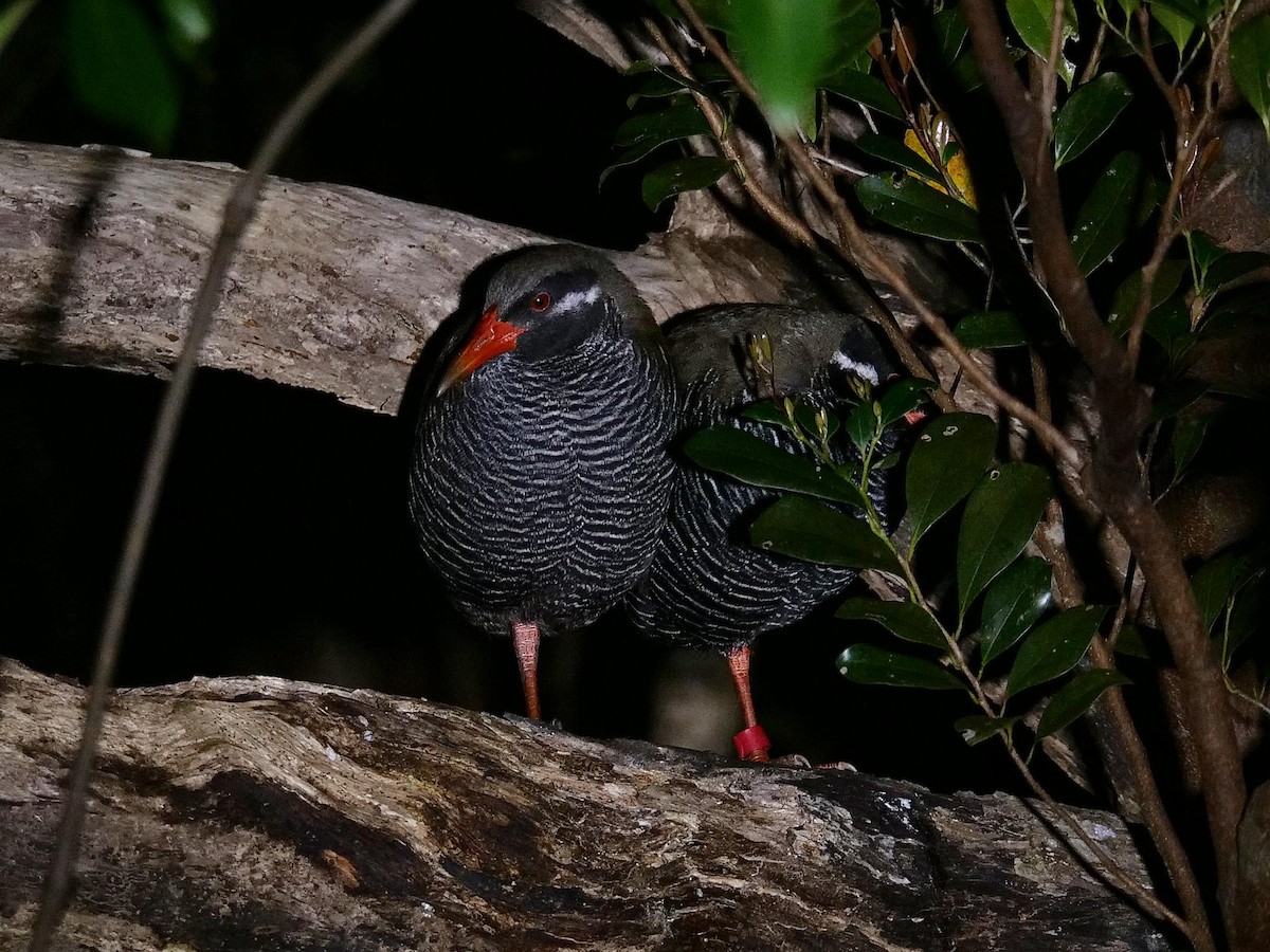 Okinawa Rail - ML641856819