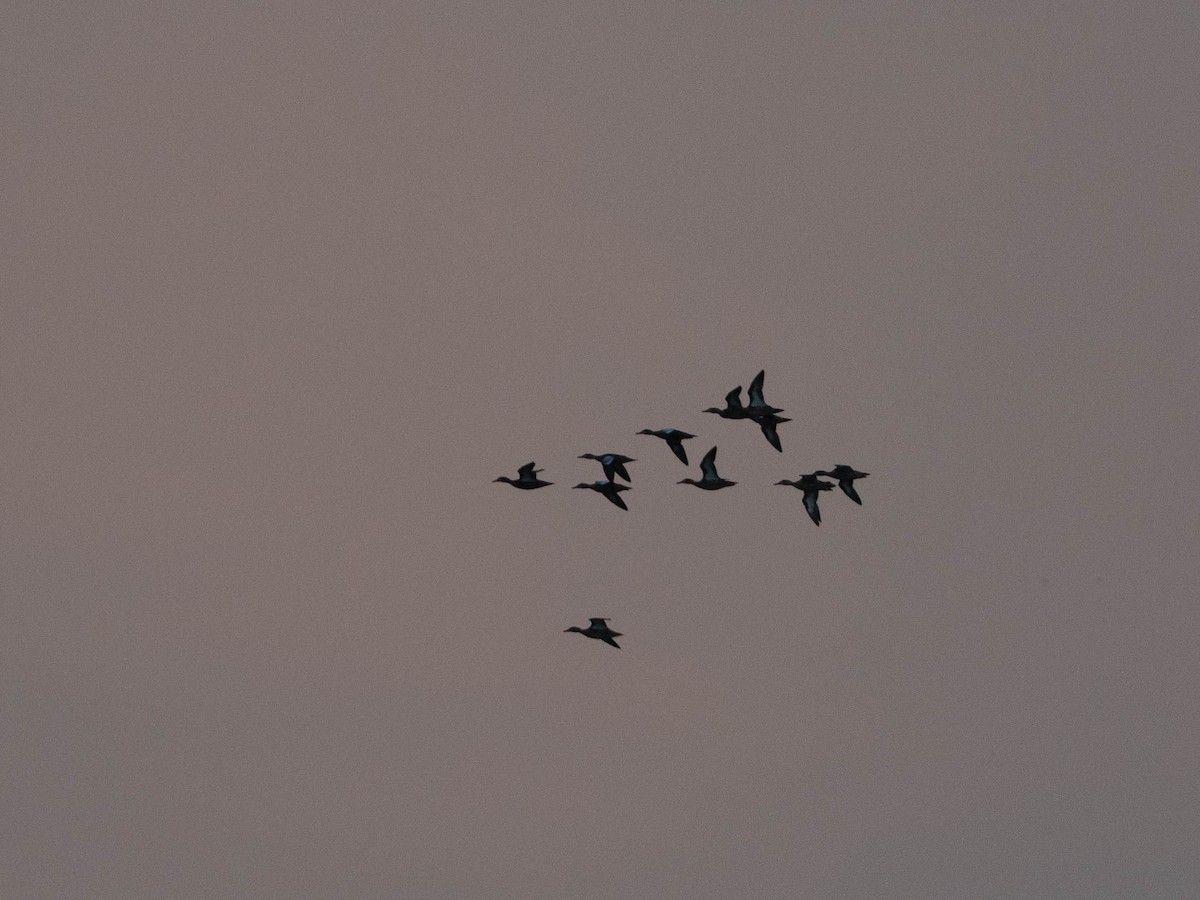 Blue-winged Teal - ML641856826