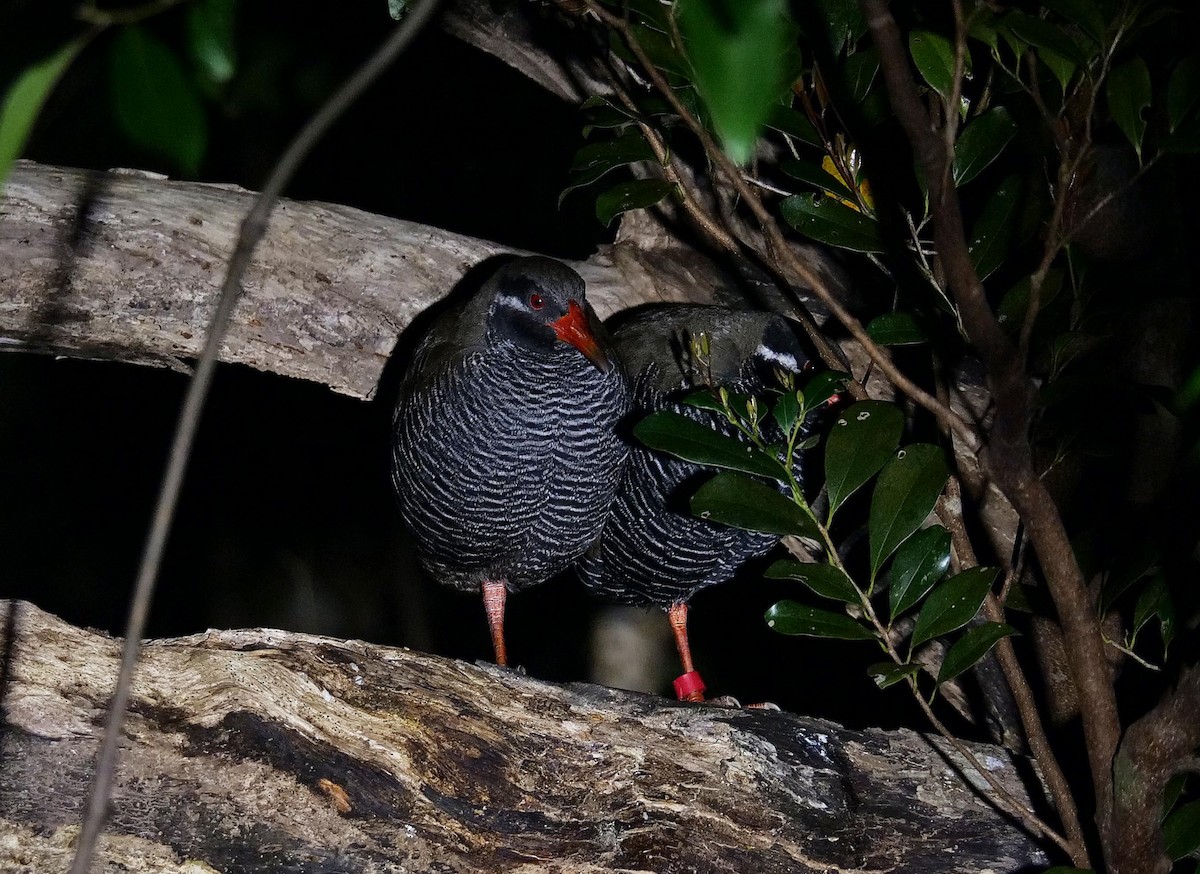 Okinawa Rail - ML641856829