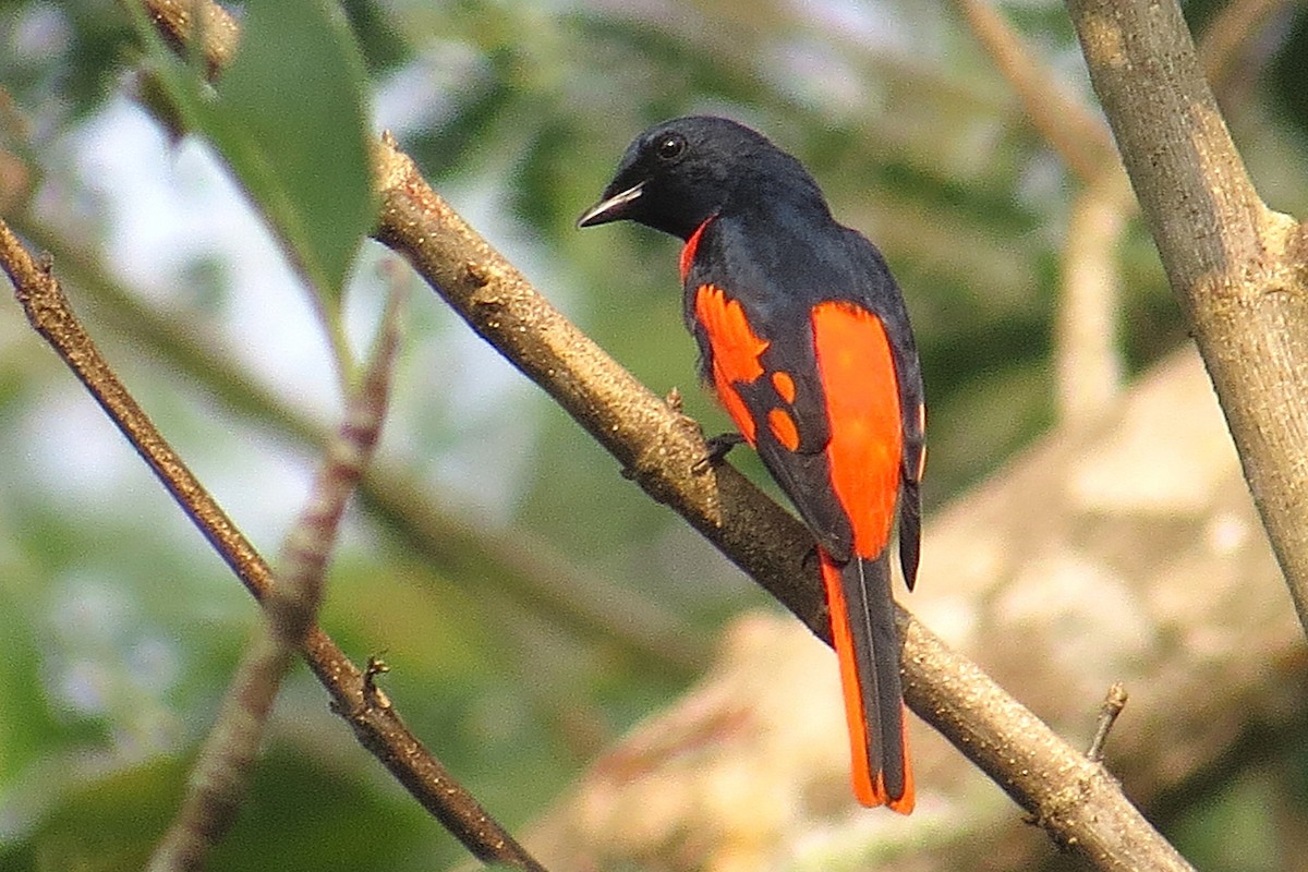 Scarlet Minivet - ML641856849