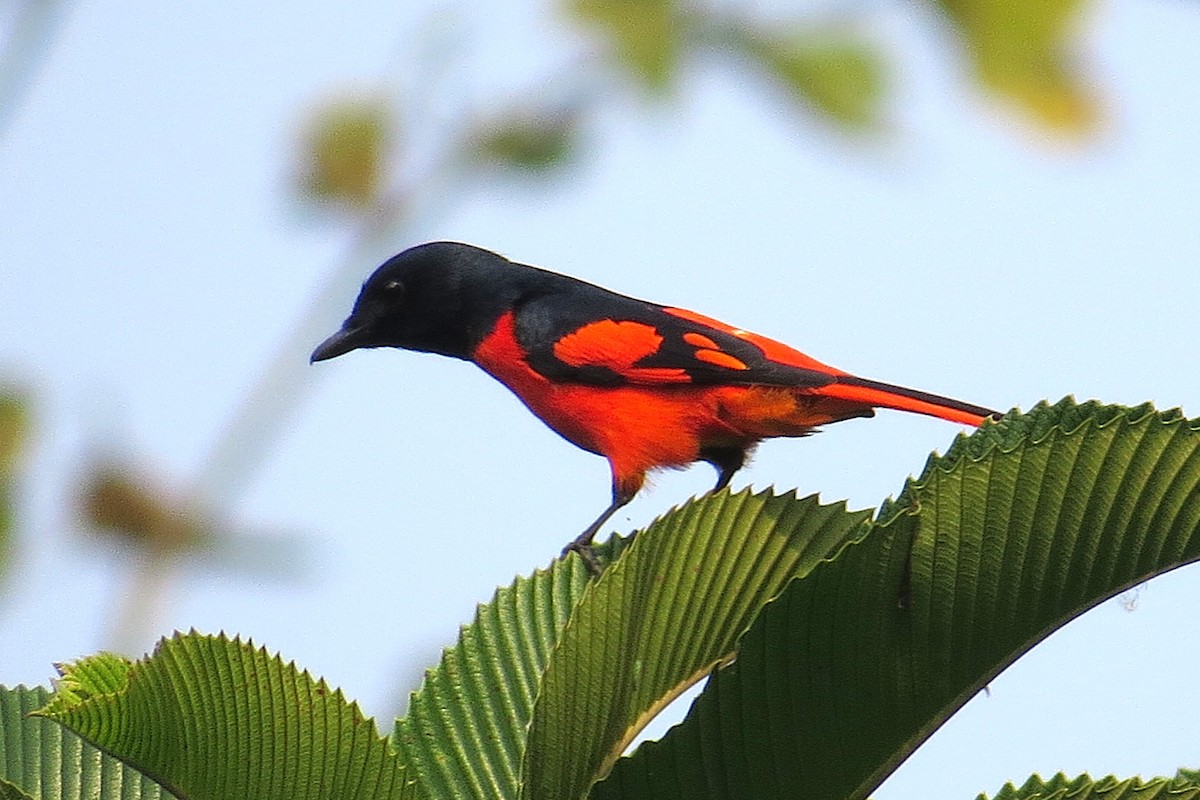 Scarlet Minivet - ML641856850