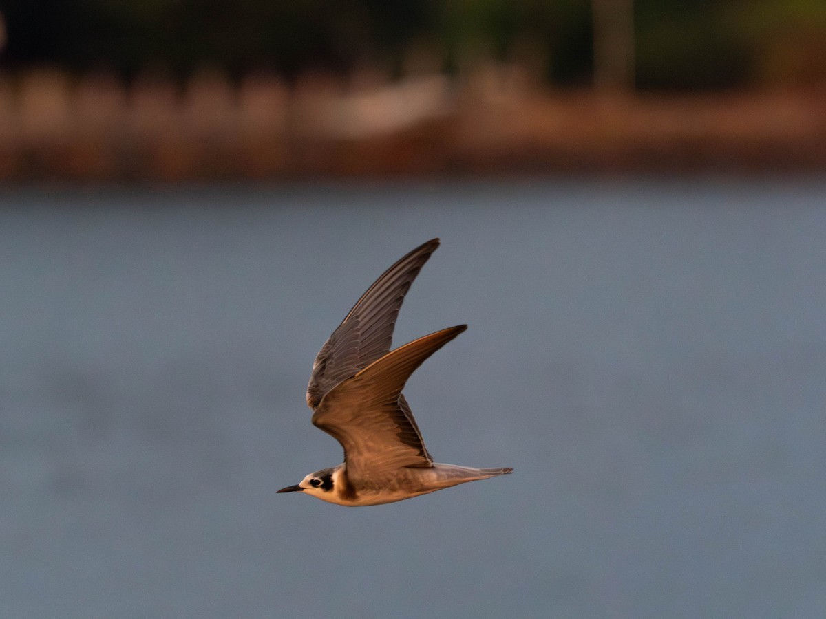 Black Tern - ML641856853