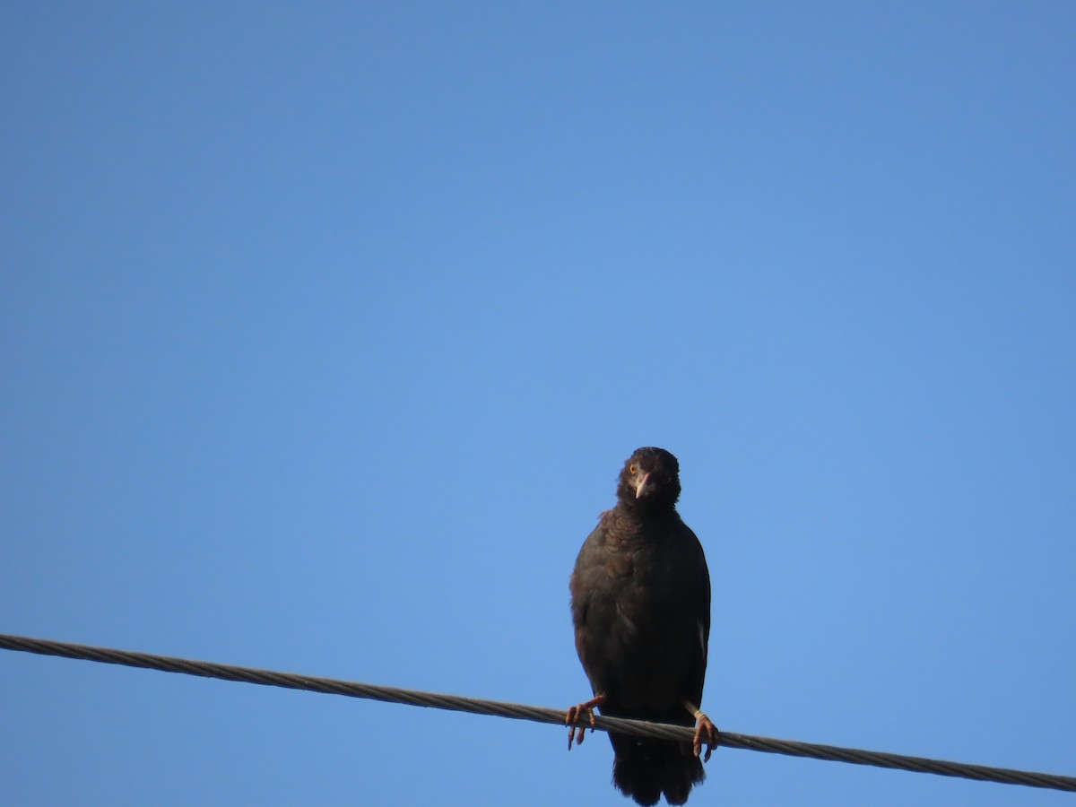 Crested Myna - ML641856867