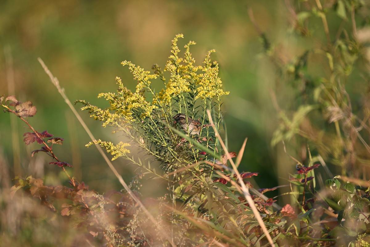 Swamp Sparrow - ML641856868