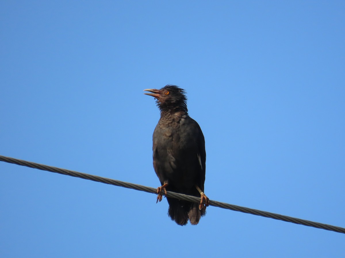 Crested Myna - ML641856876