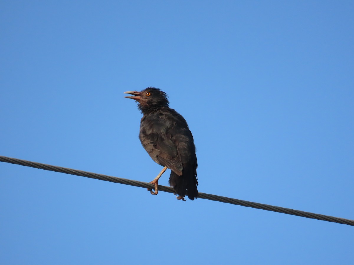 Crested Myna - ML641856877