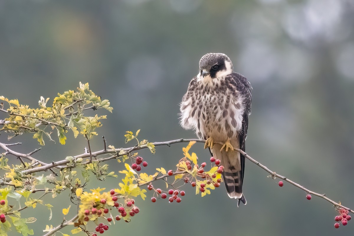 Eurasian Hobby - ML641856878