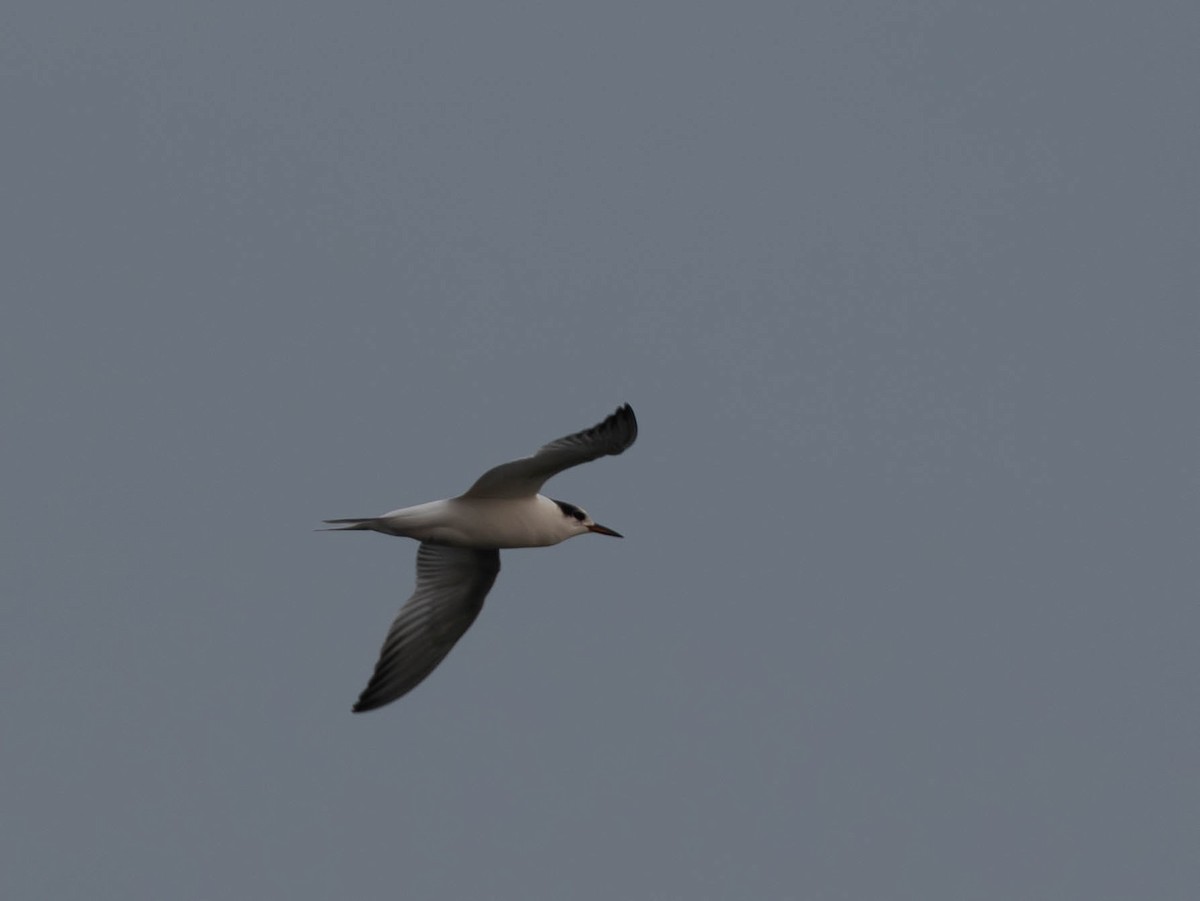 Common Tern - ML641856880