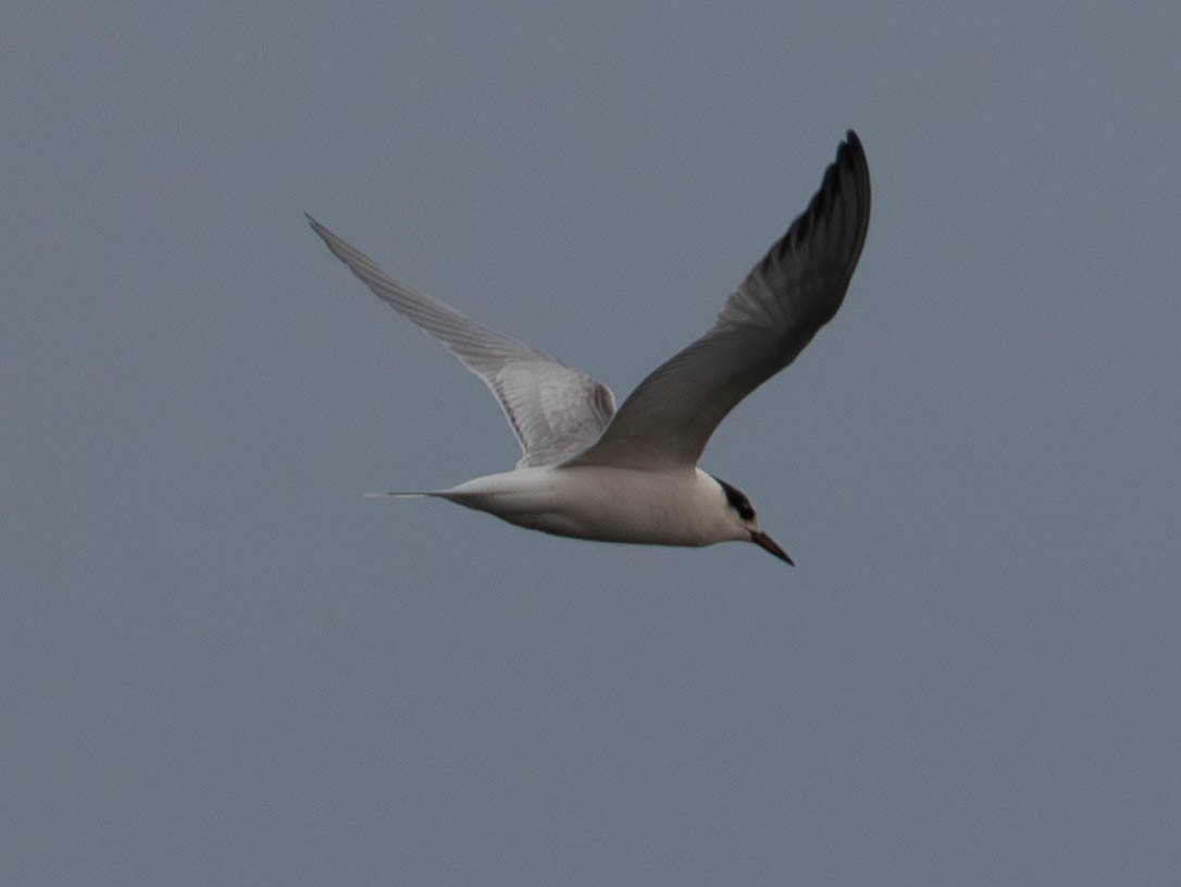 Common Tern - ML641856881