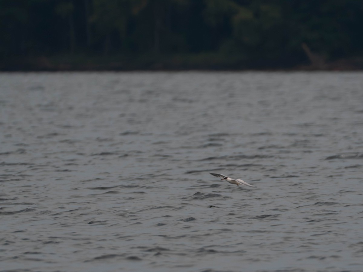 Common Tern - ML641856882