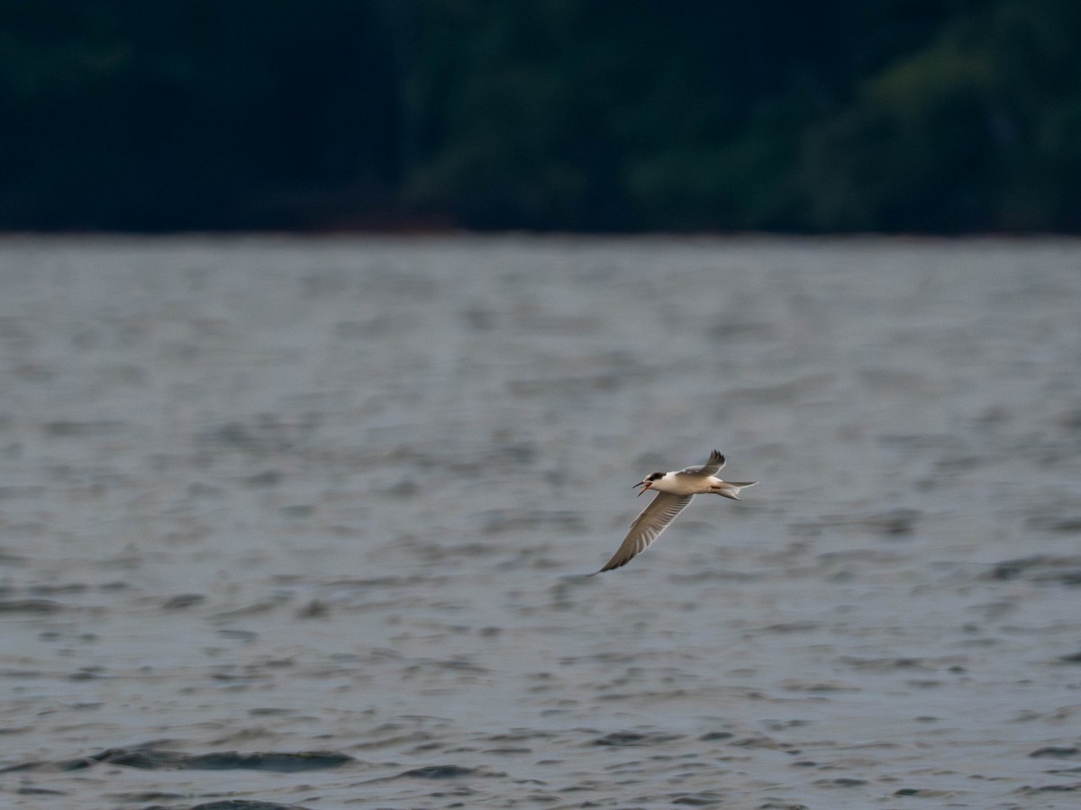 Common Tern - ML641856883