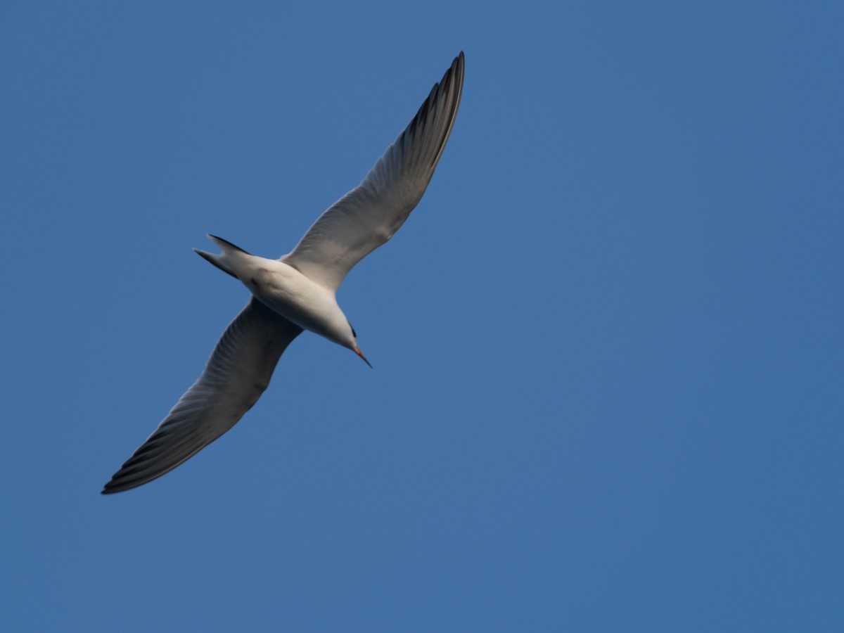 Common Tern - ML641856884