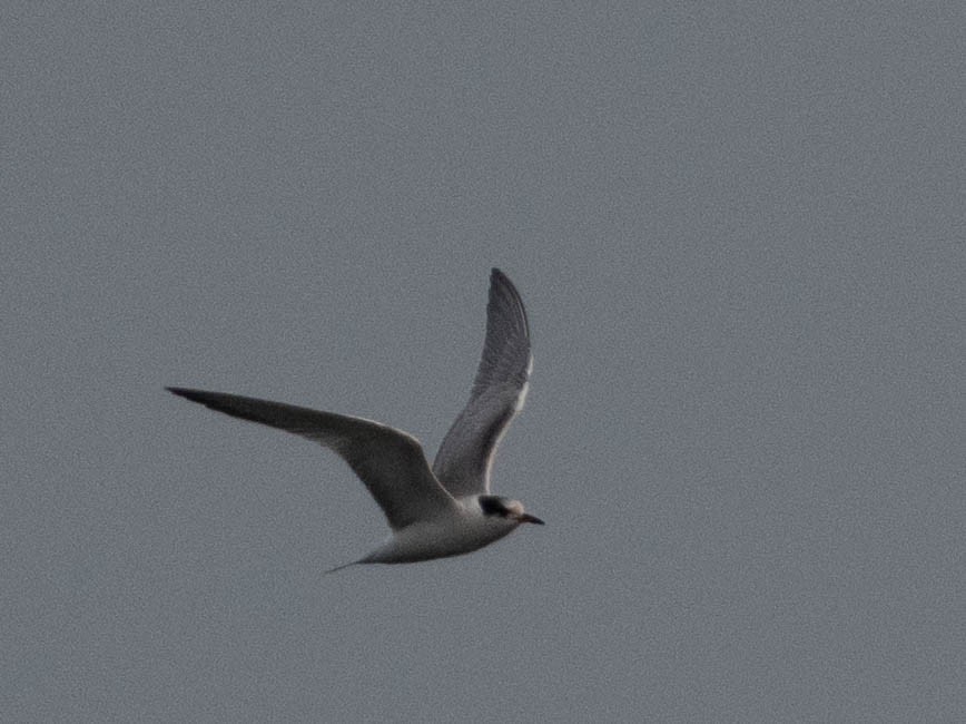 Common Tern - ML641856885