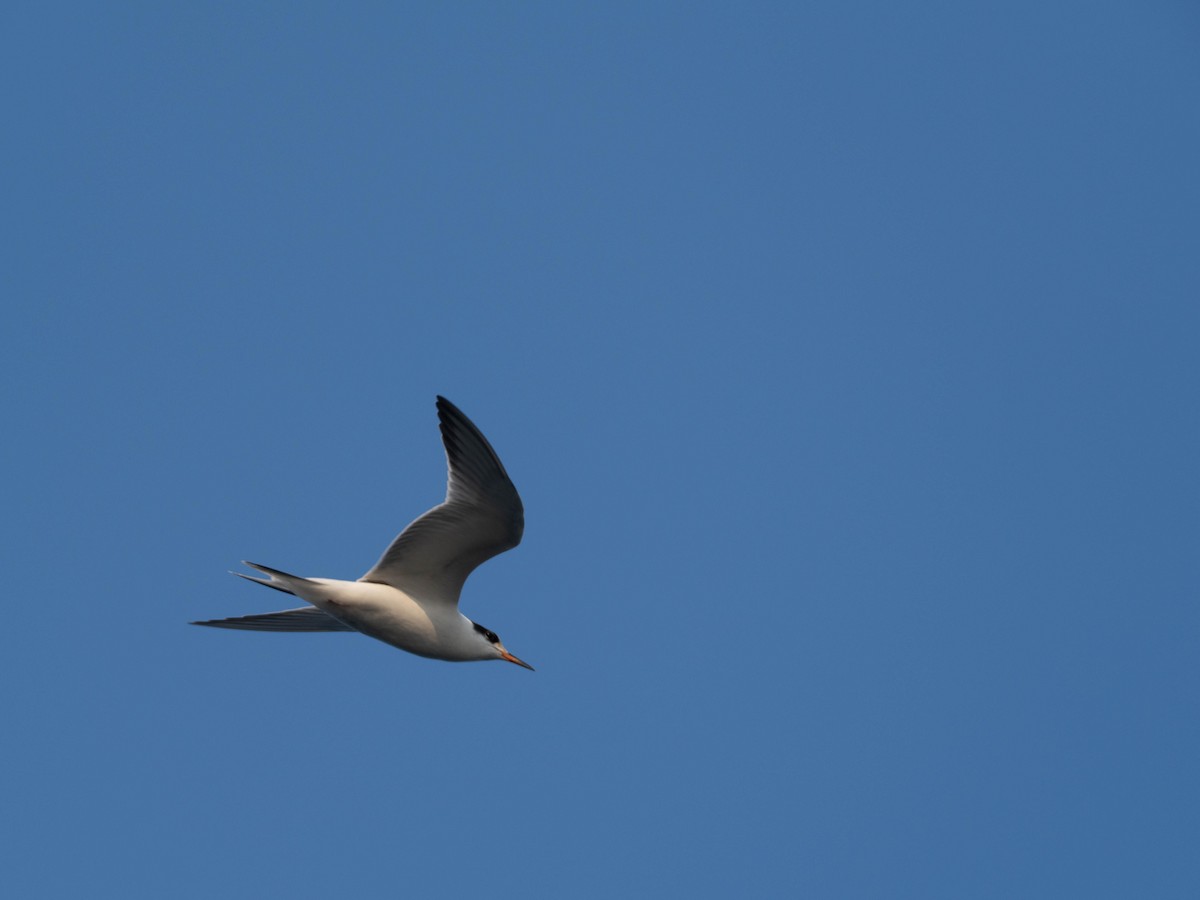 Common Tern - ML641856886