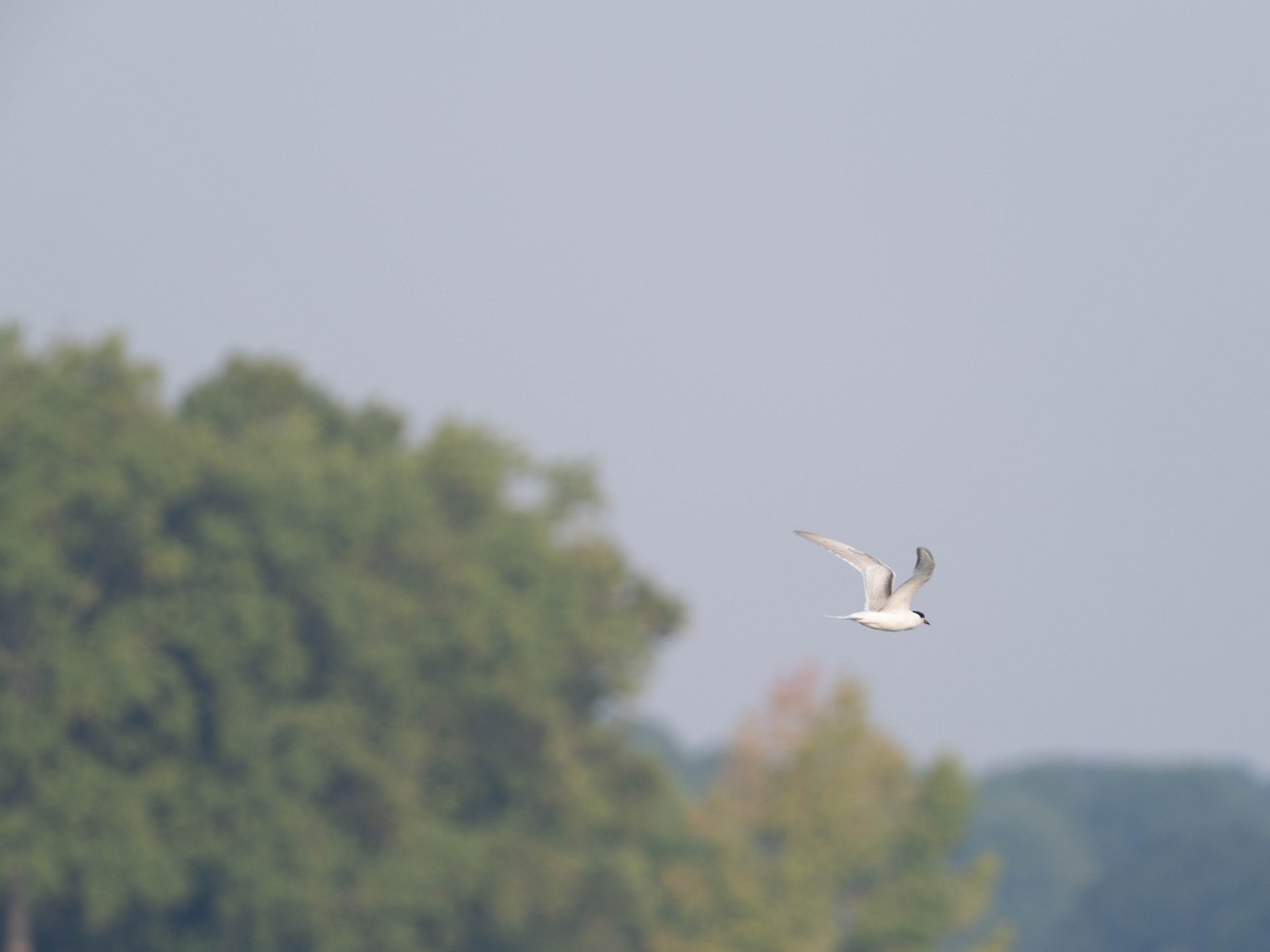 Common Tern - ML641856887