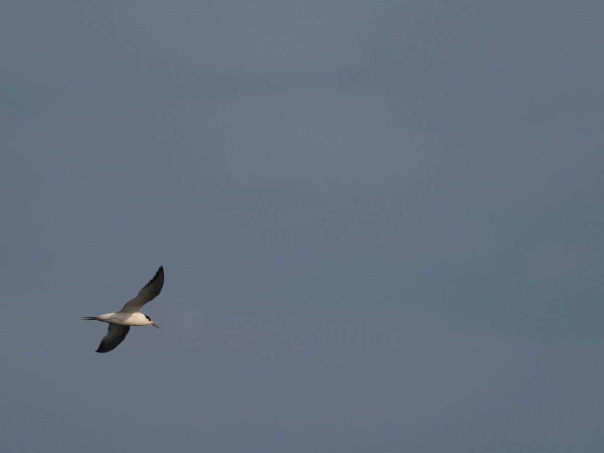 Common Tern - ML641856889