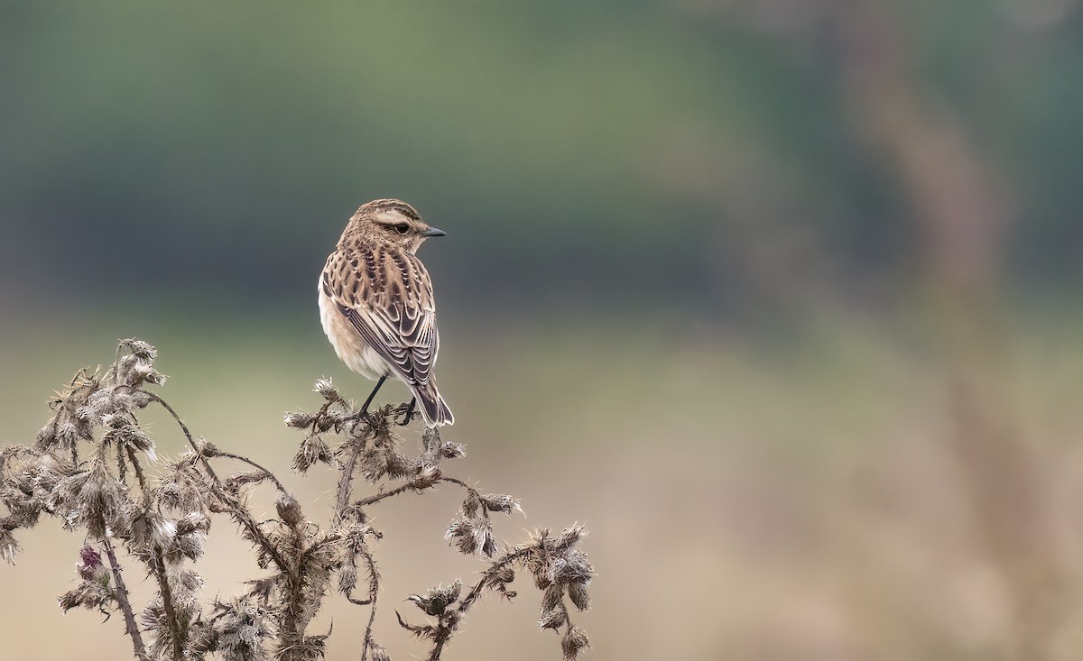 Whinchat - ML641856911